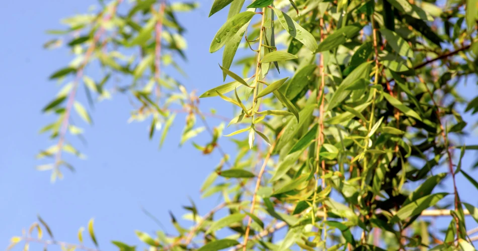 Cajeput, a Favorite Among Indonesians!