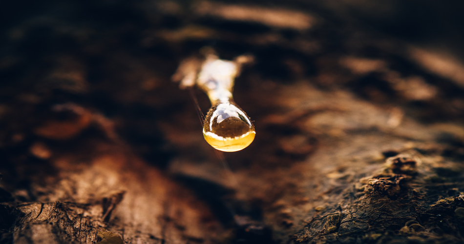 Delving deeper into gurjun balsam