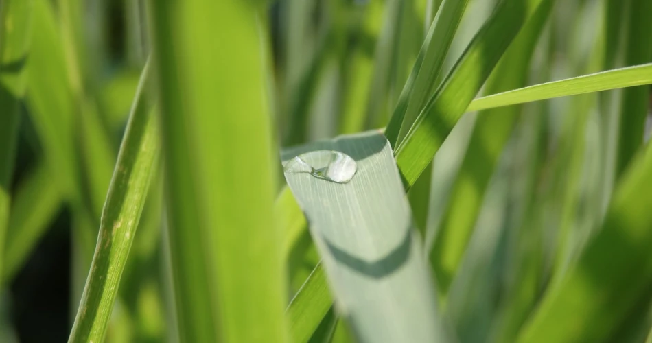 Enchanted by the Aromatic "Java Citronella"